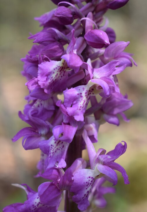 Ibridi d''Orchis nella pace delle colline veronesi