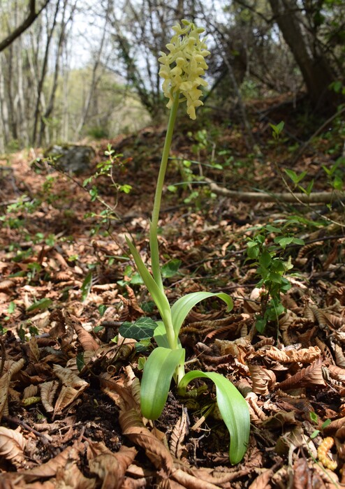 Ibridi d''Orchis nella pace delle colline veronesi