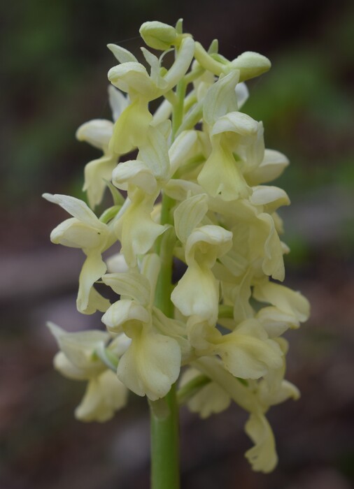 Ibridi d''Orchis nella pace delle colline veronesi