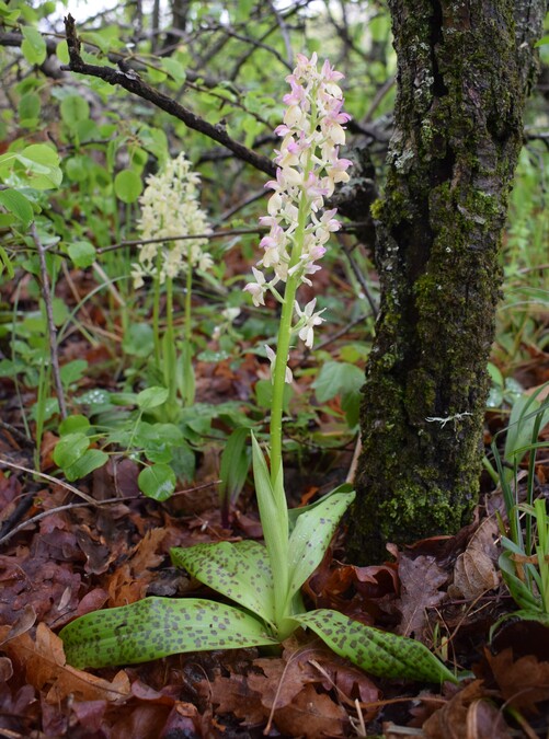 Orchis pallens x Orchis provincialis