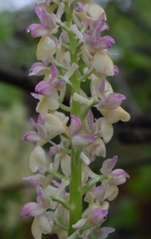 Orchis pallens x Orchis provincialis