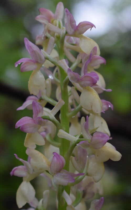 Orchis pallens x Orchis provincialis