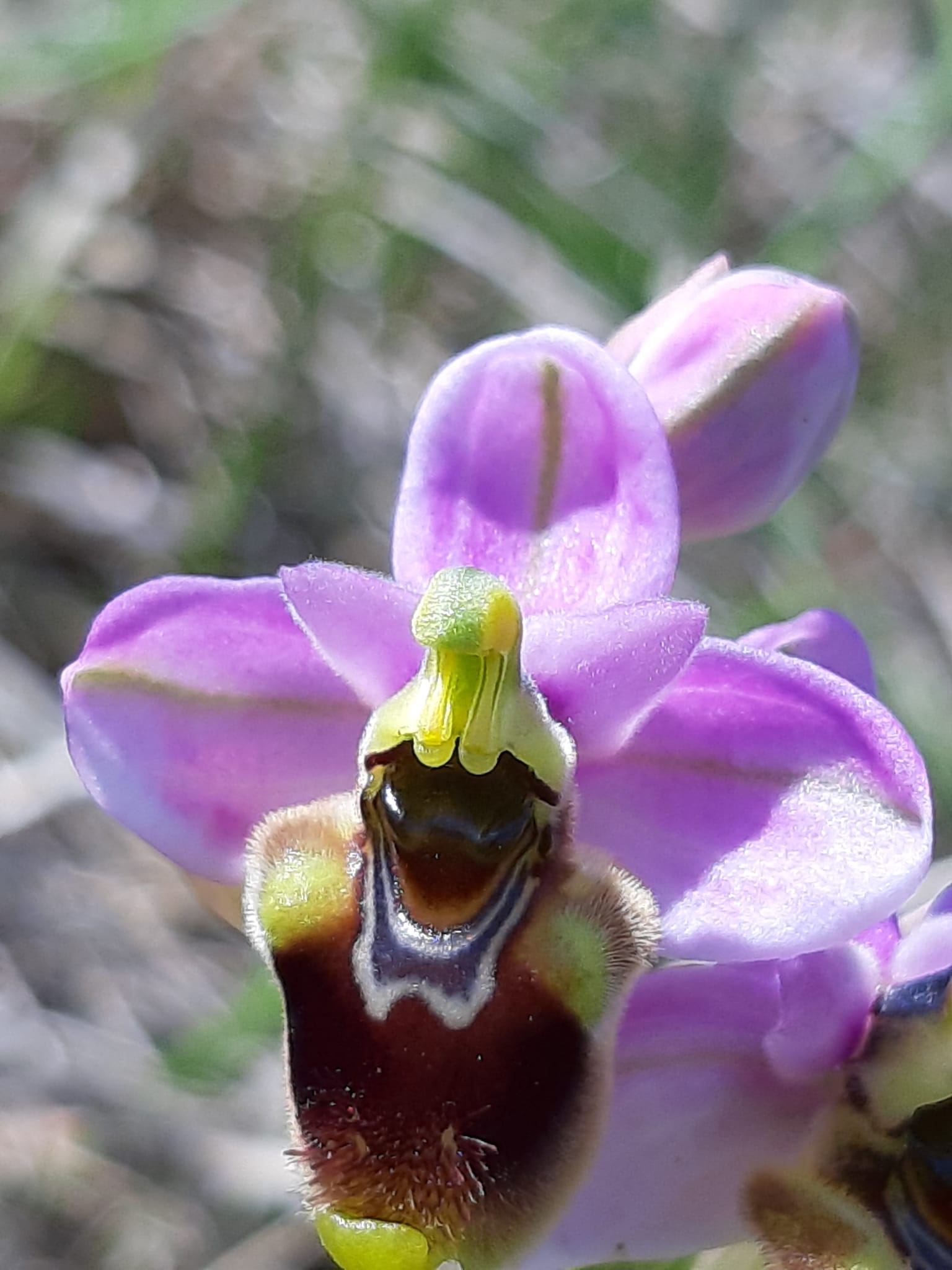 Di quale Ophrys si tratta?