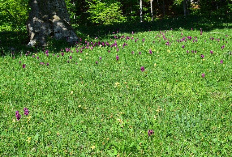 L''infinita bellezza delle Dactylorhiza sambucina