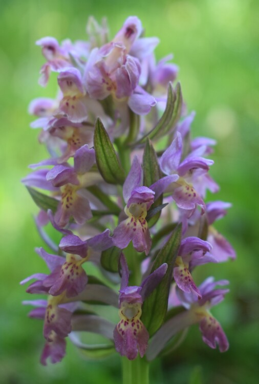 L''infinita bellezza delle Dactylorhiza sambucina