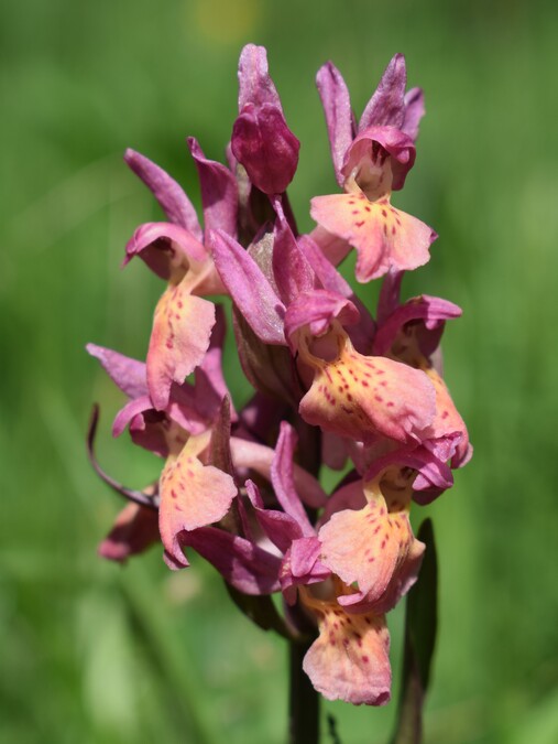 L''infinita bellezza delle Dactylorhiza sambucina