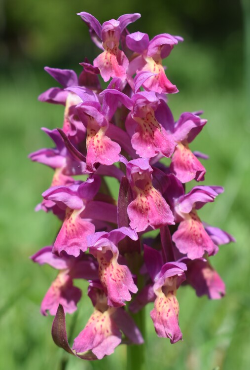 L''infinita bellezza delle Dactylorhiza sambucina