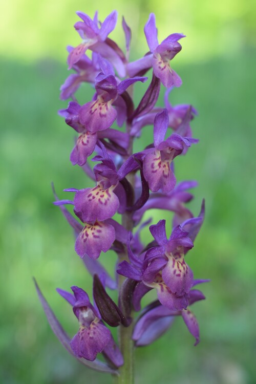 L''infinita bellezza delle Dactylorhiza sambucina