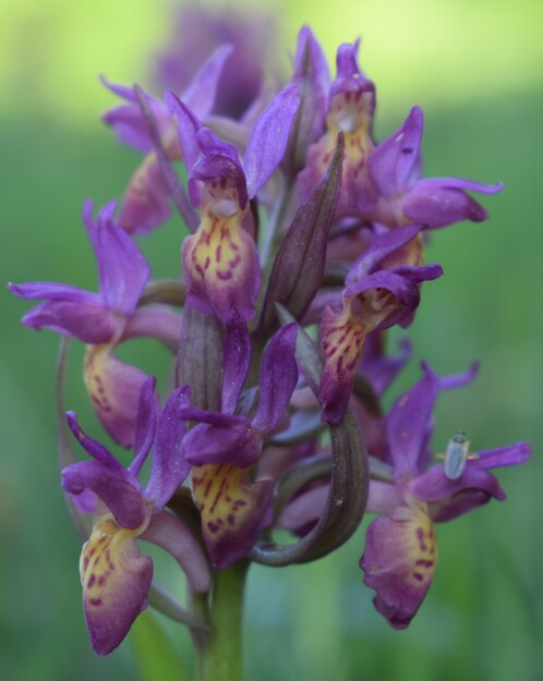 L''infinita bellezza delle Dactylorhiza sambucina