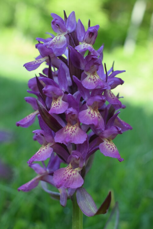 L''infinita bellezza delle Dactylorhiza sambucina