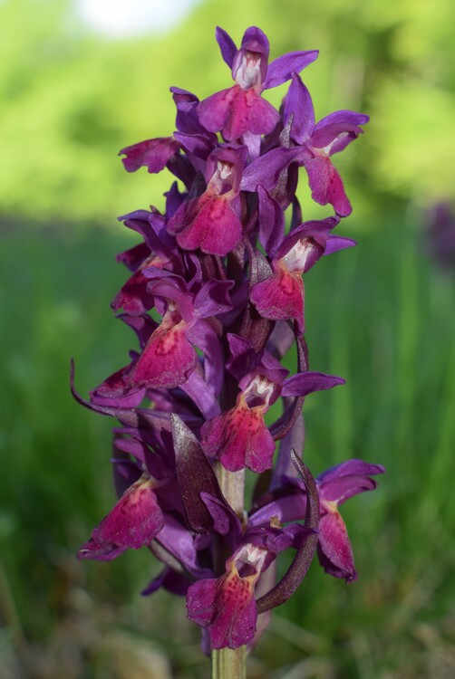 L''infinita bellezza delle Dactylorhiza sambucina