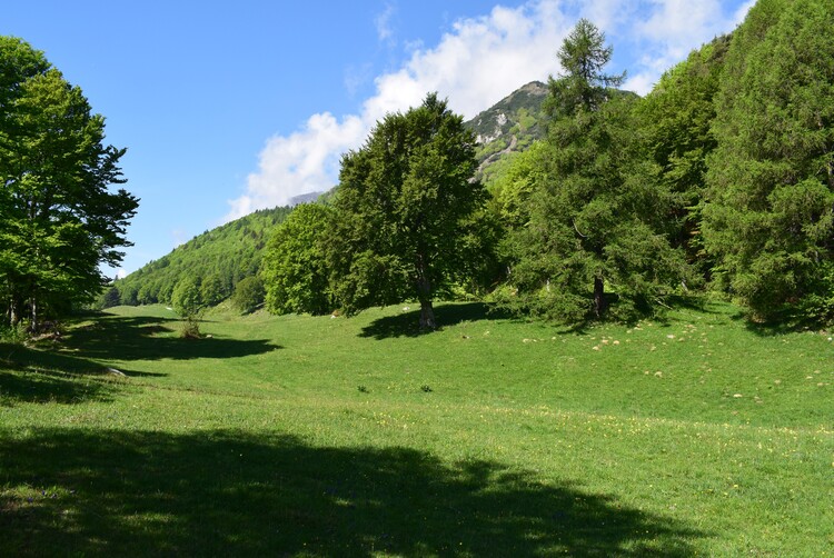 L''infinita bellezza delle Dactylorhiza sambucina