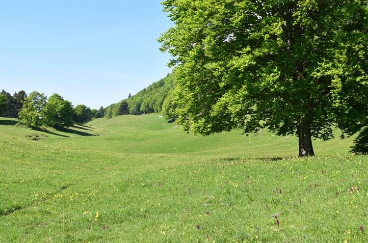 L''infinita bellezza delle Dactylorhiza sambucina