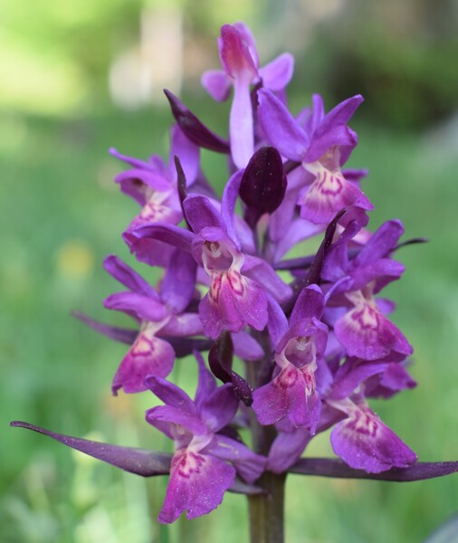 L''infinita bellezza delle Dactylorhiza sambucina