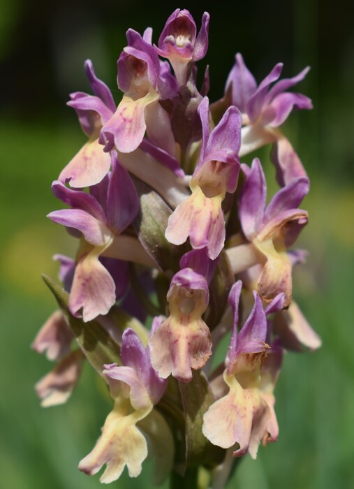 L''infinita bellezza delle Dactylorhiza sambucina