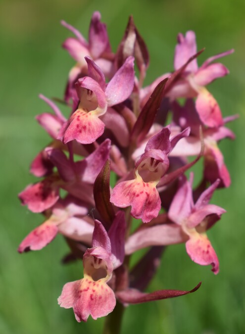 L''infinita bellezza delle Dactylorhiza sambucina