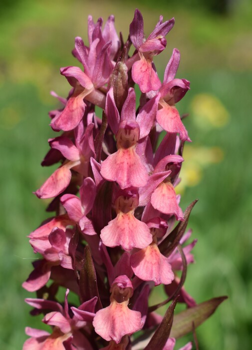 L''infinita bellezza delle Dactylorhiza sambucina