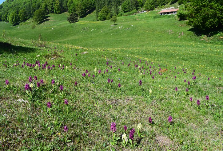 L''infinita bellezza delle Dactylorhiza sambucina