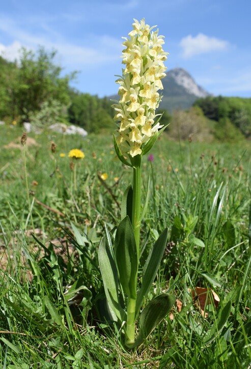 L''infinita bellezza delle Dactylorhiza sambucina