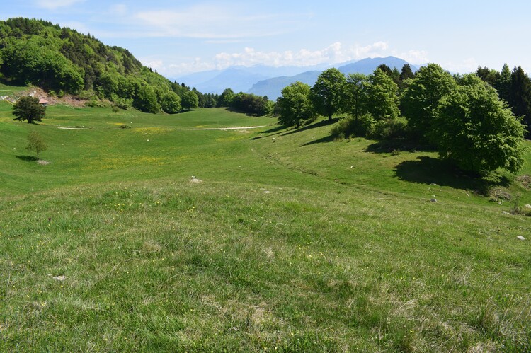 L''infinita bellezza delle Dactylorhiza sambucina