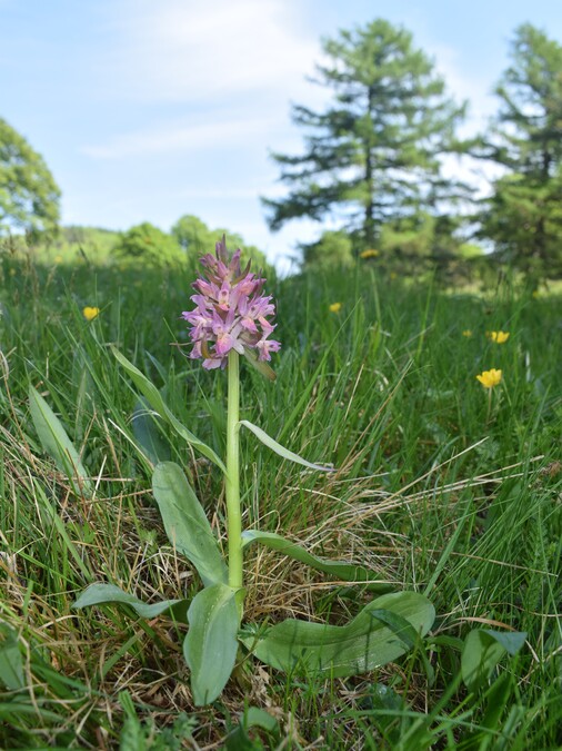 L''infinita bellezza delle Dactylorhiza sambucina