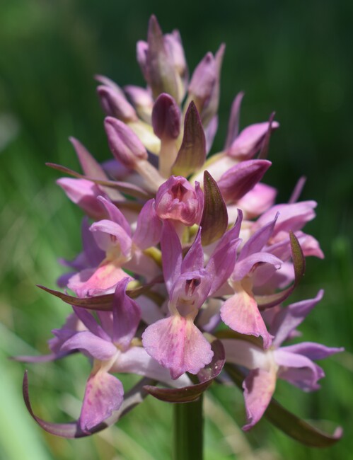 L''infinita bellezza delle Dactylorhiza sambucina