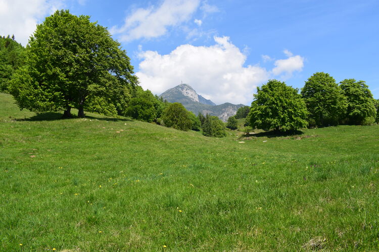 L''infinita bellezza delle Dactylorhiza sambucina