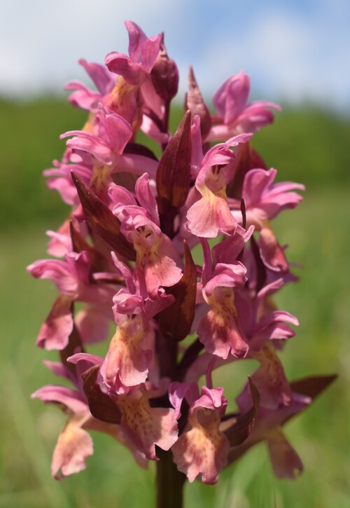 L''infinita bellezza delle Dactylorhiza sambucina