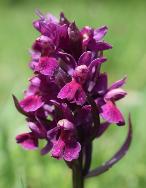 L''infinita bellezza delle Dactylorhiza sambucina