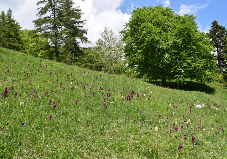 L''infinita bellezza delle Dactylorhiza sambucina