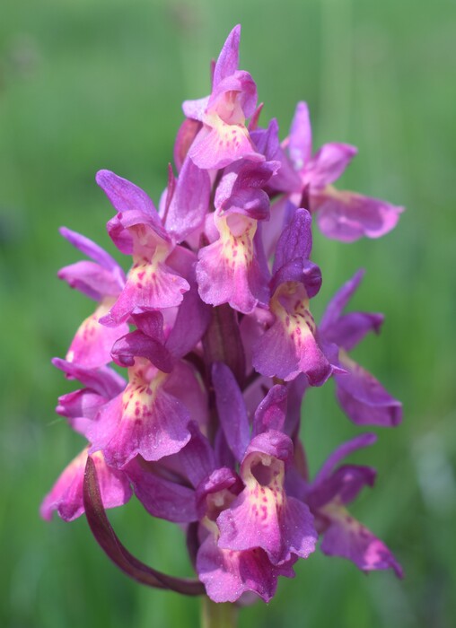 L''infinita bellezza delle Dactylorhiza sambucina