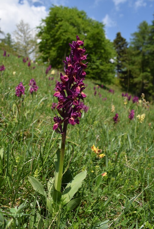 L''infinita bellezza delle Dactylorhiza sambucina