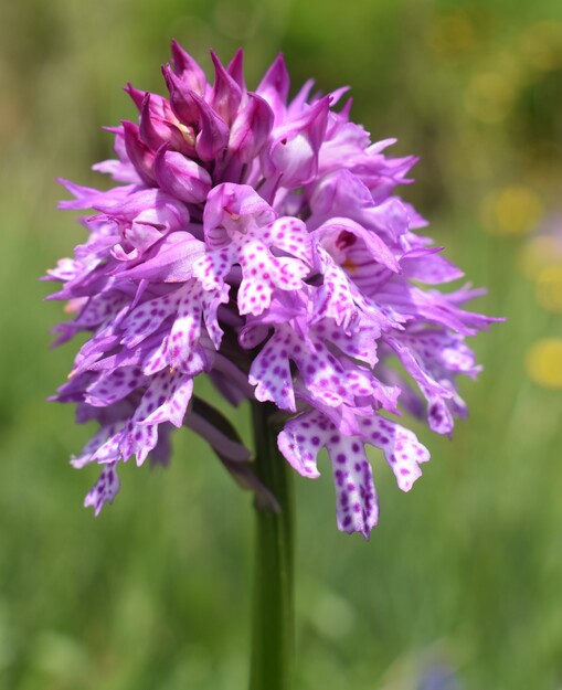 L''infinita bellezza delle Dactylorhiza sambucina