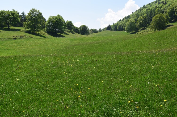 L''infinita bellezza delle Dactylorhiza sambucina