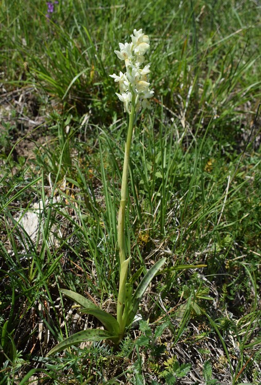 Orchis pauciflora x Orchis provincialis?
