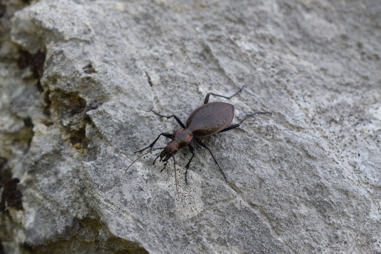 Carabidae: Carabus creutzeri kircheri