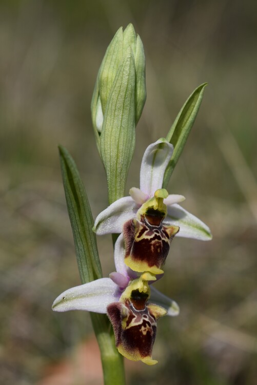 Ophrys holosericea oppure Ophrys dinarica?