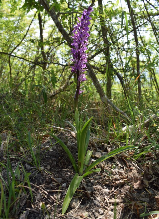 Orchis mascula?