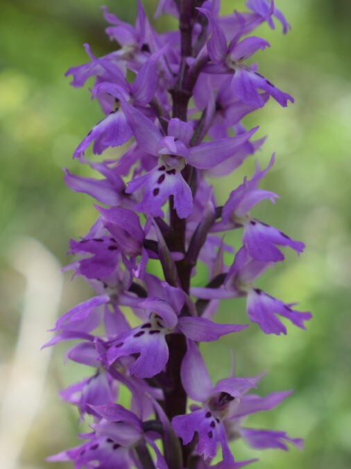 Orchis mascula?