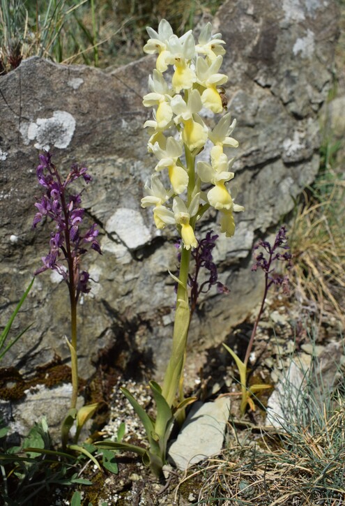 Le fioriture di Monte Piglione (Alpi Apuane)