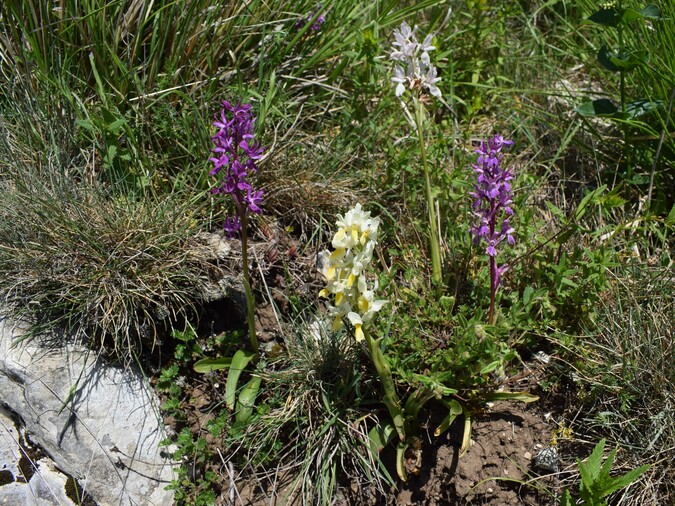 Le fioriture di Monte Piglione (Alpi Apuane)