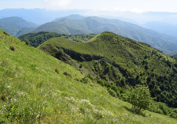 Le fioriture di Monte Piglione (Alpi Apuane)