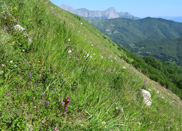 Le fioriture di Monte Piglione (Alpi Apuane)