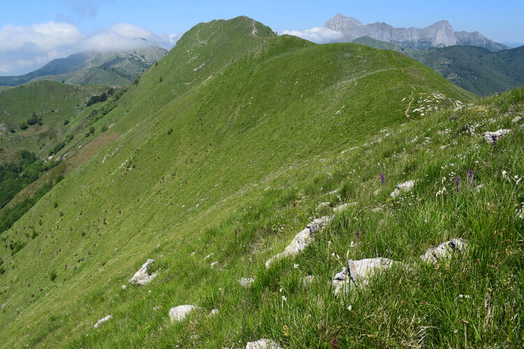 Le fioriture di Monte Piglione (Alpi Apuane)