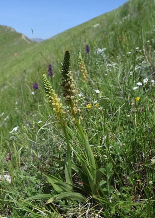 Le fioriture di Monte Piglione (Alpi Apuane)