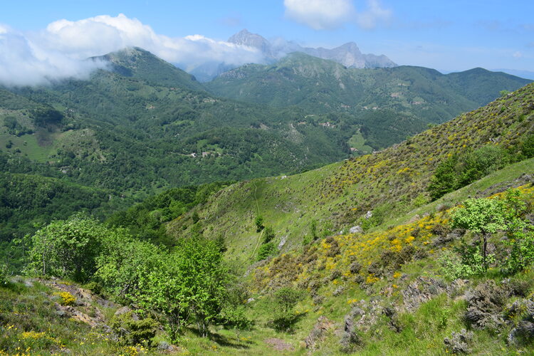 Le fioriture di Monte Piglione (Alpi Apuane)