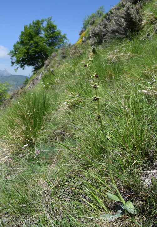 Le fioriture di Monte Piglione (Alpi Apuane)