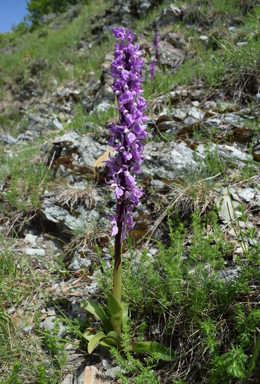 Le fioriture di Monte Piglione (Alpi Apuane)
