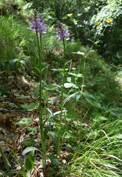 Le fioriture di Monte Piglione (Alpi Apuane)
