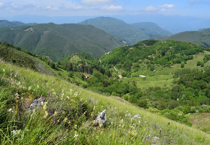 Le fioriture di Monte Piglione (Alpi Apuane)